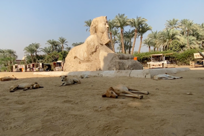 Filmstill: Mariah Garnett, aus / from: Songbook, 2024, Courtesy, © Mariah Garnett - Wüstenlandschaft mit Sphinx, davor schlafende Hunde