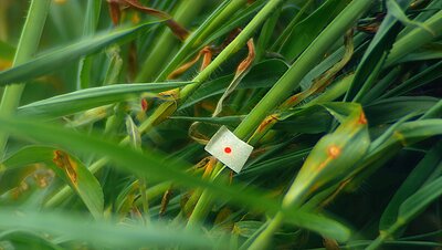 Verena Paravel, Cosmofonia, 2025-2026