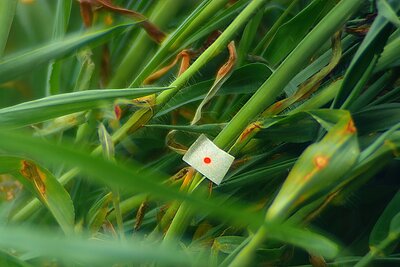 Verena Paravel, Cosmofonia, 2025-2026