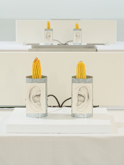 On a white base stands a sculpture consisting of two tin cylinders in which two corn cobs are inserted. On the cylinders are two drawings of ears. 