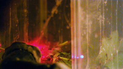 Verena Paravel, Cosmofonia, 2025-2026