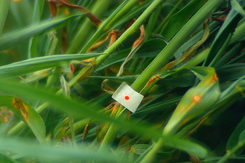 Verena Paravel Cosmofonia, 2025-2026, Nahaufnahme von Grashalmen, auf einem Grashalm mittig befindet sich ein kleines weißes Stoff- oder Papierstück mit einem roten Punkt in der Mitte