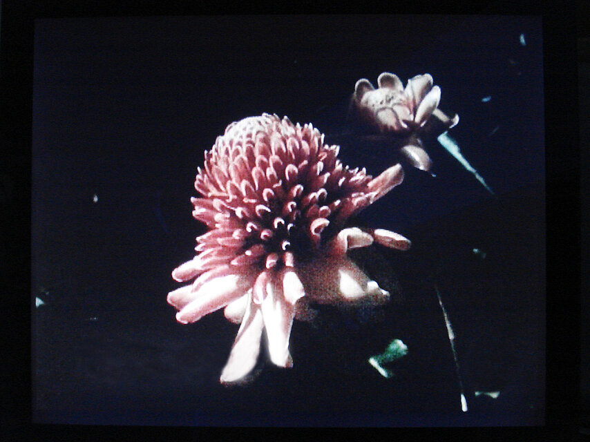 Filmstill: Yto Barrada, aus / from: Hand-Me-Downs, 2011: a flower on black background
