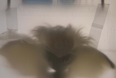 Unscharfe Innenraumszene hinter einer halbtransparenten Fläche, in der sich die Silhouette eines Kopfes mit aufstehendem Haar nur schemenhaft abzeichnet. / Blurred interior scene behind a semi-transparent surface, with the vague silhouette of a head with tousled hair barely visible.
