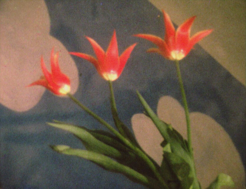 Ashley Hans Scheirl, Ursula Pürrer, Filmstill aus / from: Im Garten der gelben G., 1985: rote Blumen vor buntem Hintergrund
