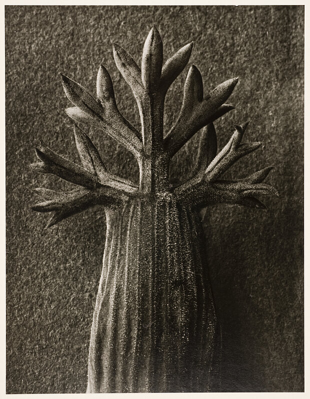 
            
                Schwarz-weiße Fotografie einer Pflanze mit kräftigem, senkrechtem Stängel und symmetrisch angeordneten verzweigten Trieben vor dunklem Hintergrund. / Black-and-white photograph of a plant with a thick vertical stem and symmetrically arranged branching shoots against a dark background.
            
        