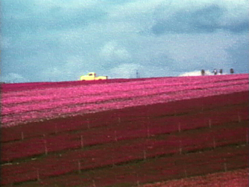 Weitläufige Landschaftsaufnahme mit parallel angeordneten, intensiv rosafarbenen Feldern und einem kleinen gelben Fahrzeug am Horizont unter bewölktem Himmel. / Wide landscape view of parallel rows of intensely pink fields with a small yellow vehicle on the horizon beneath a cloudy sky.