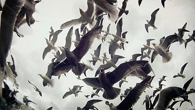 Verena Paravel & Lucien Castaing-Taylor, Leviathan, 2012, Filmstill